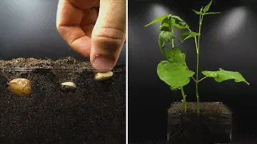 Growing Beans Time Lapse