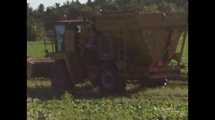 Our green bean field is being picked #1