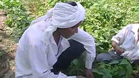 Green Bean Harvest Farmer Field Schools (FFS)