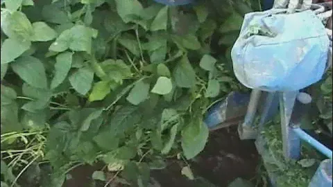 ASA-LIFT GB-100 Green bean harvester
