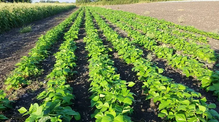 Fall green bean field
